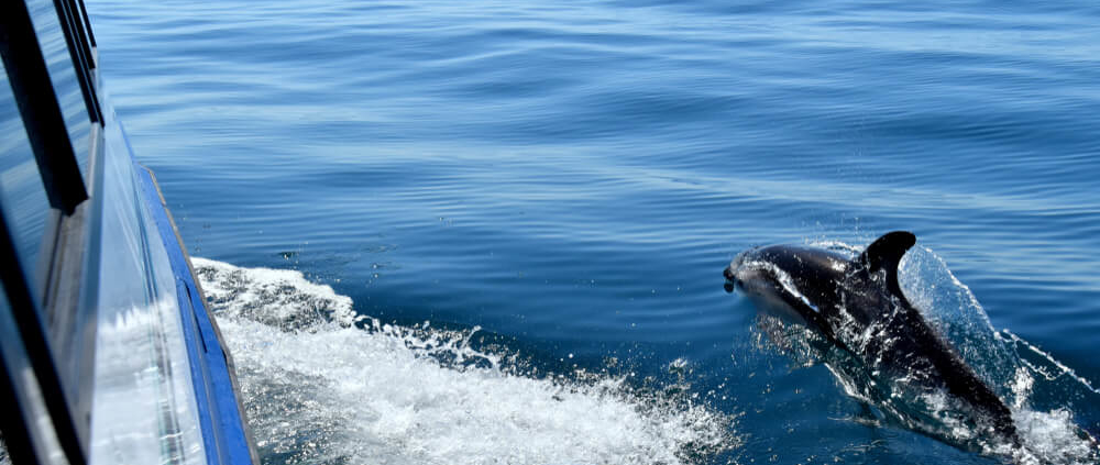 Picture of Tybee Island dolphin tour.