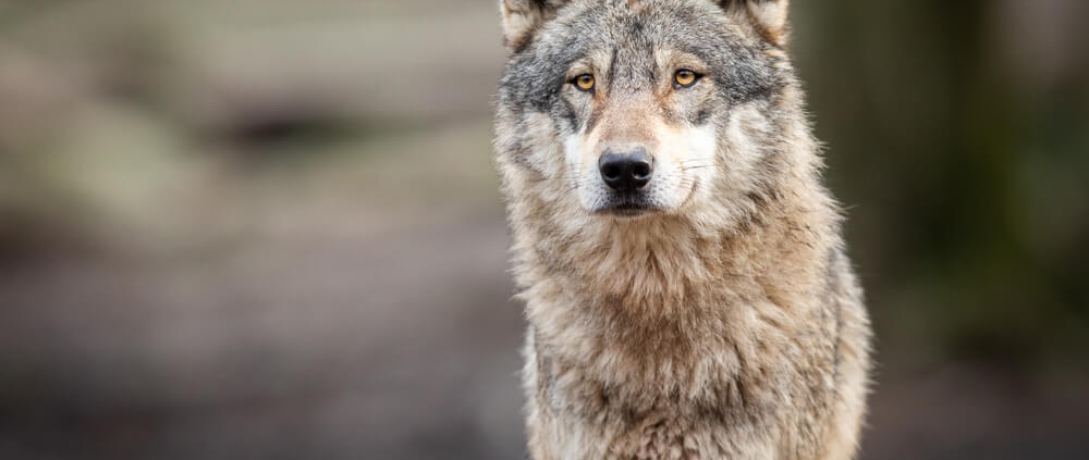 A wolf at the Oatland Island Wildlife Center.