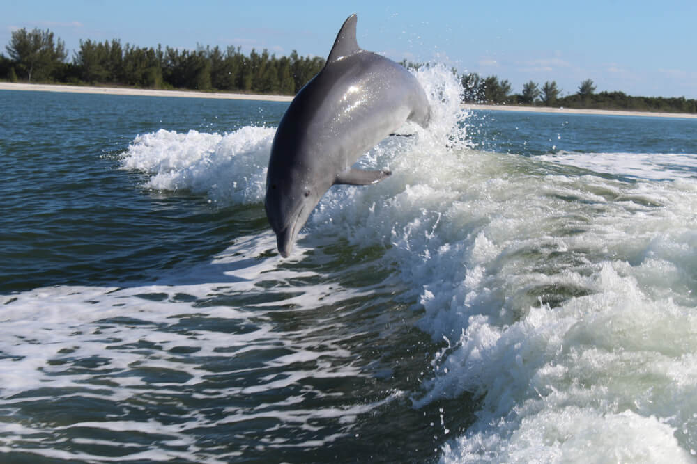 Tybee Island Dolphin Tour | Things to Do - Tybee Beach Vacation Rentals